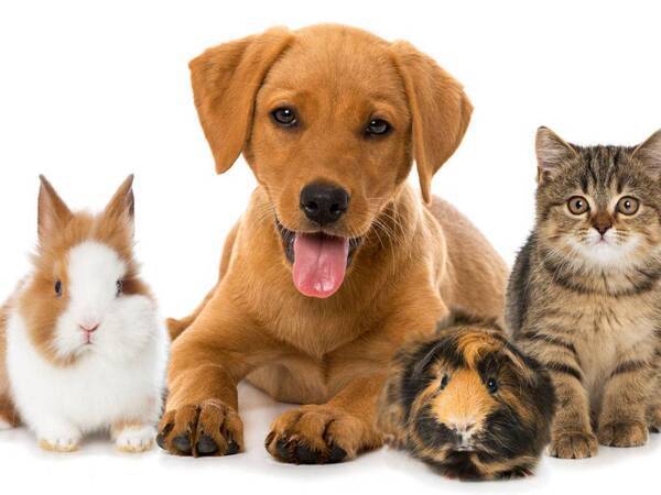 Animals & Pets